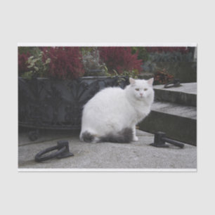 Papel De Seda Hermoso Gato Blanco En Una Tumba