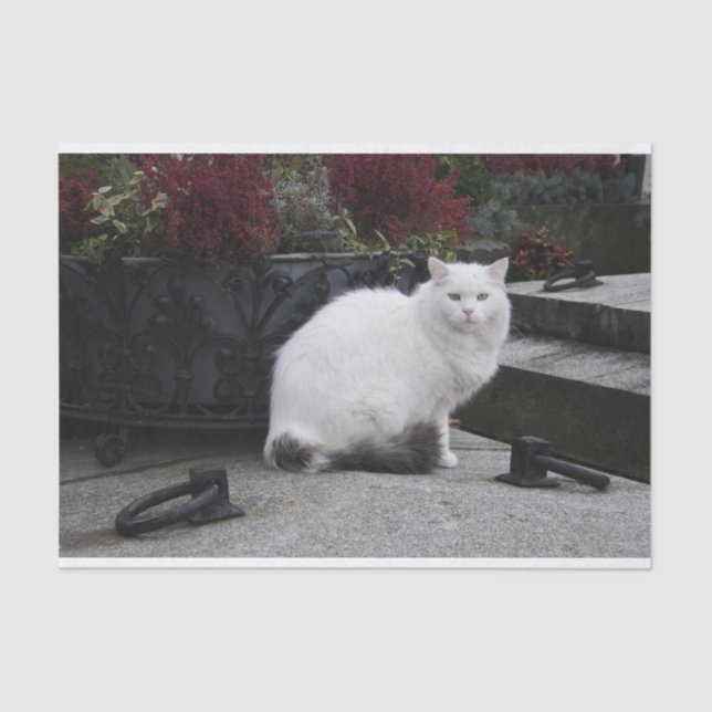 Papel De Seda Hermoso Gato Blanco En Una Tumba (Anverso)