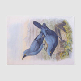 Papel De Seda Hermoso Ilustracion vintage de Aves Azules Exótica