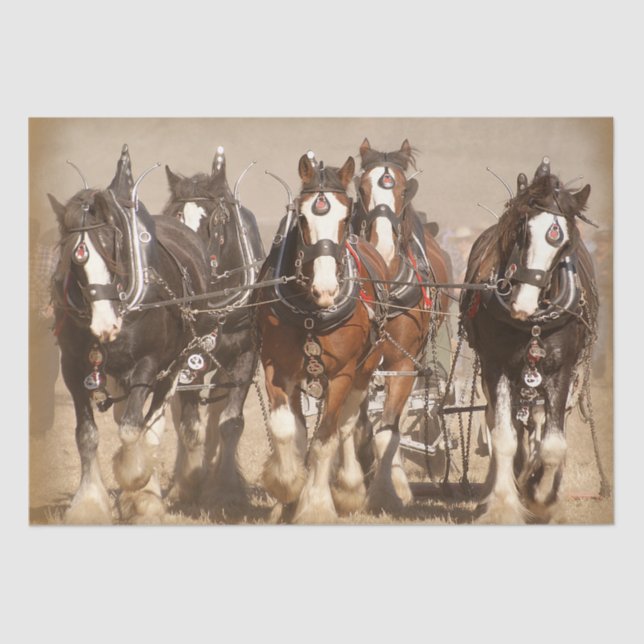 Papel De Seda Hermosos caballos de Clydesdale que avanzan - Trab (Anverso)