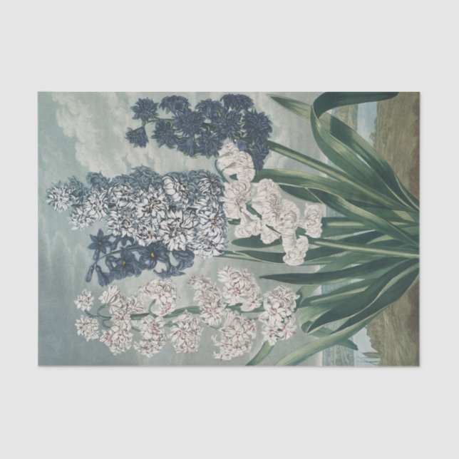 Papel De Seda Hiacintos (1807) - Exquisito vino (Anverso)