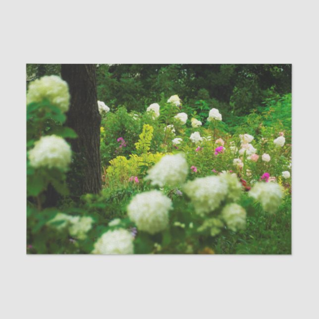 Papel De Seda Hidrangeas livianas en mi jardín de Rubio (Anverso)