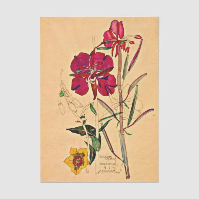 Papel De Seda Hierba de sauce de Charles Mackintosh (Anverso)