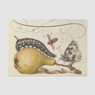 Papel De Seda Hoefnagel Vintage Pera & Insectos 1500s Renacimien