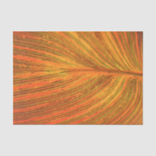 Papel De Seda Hoja de Canna