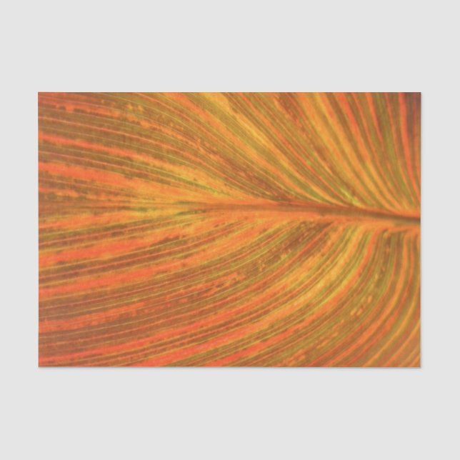 Papel De Seda Hoja de Canna (Anverso)