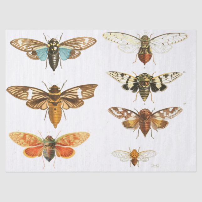 Papel De Seda Hoja de los elementos del diario de los (Anverso)