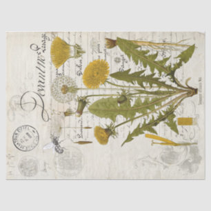 Papel De Seda Hoja De Tejido De La Desnuda De Dandelion