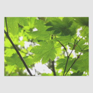 Papel De Seda Hojas de arce con gotas de lluvia
