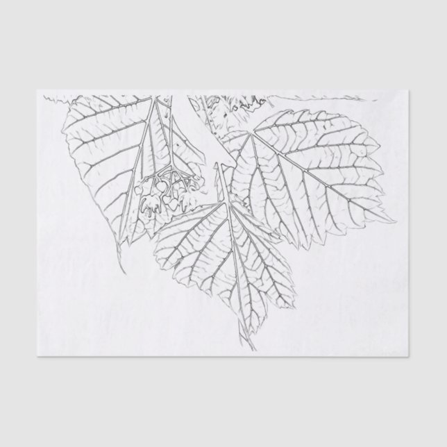 Papel De Seda Hojas de Basswood (Anverso)