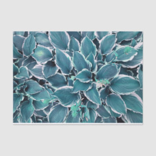 Papel De Seda Hojas verde azuladas y blancas