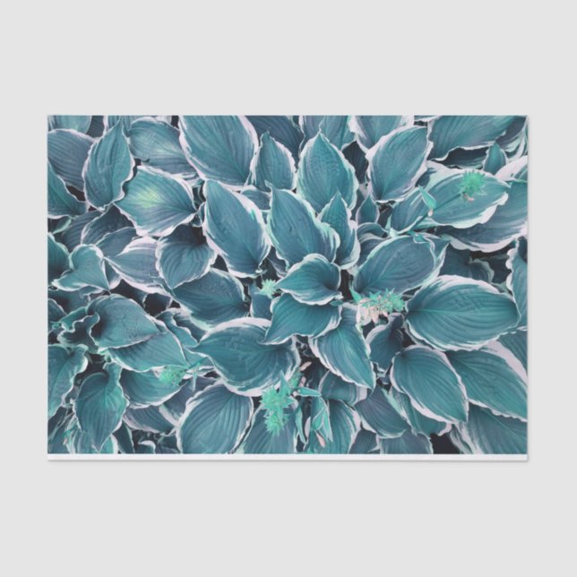 Papel De Seda Hojas verde azuladas y blancas (Anverso)