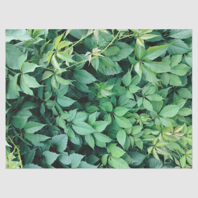 Papel De Seda Hojas verdes de uva (Anverso)
