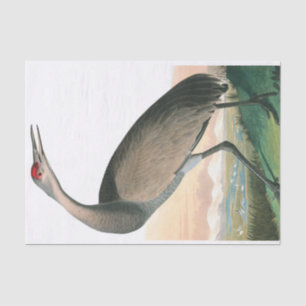 Papel De Seda Hooping Crane por John James Audubon