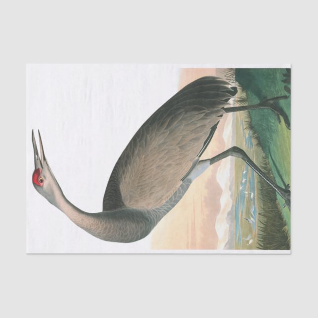Papel De Seda Hooping Crane por John James Audubon (Anverso)