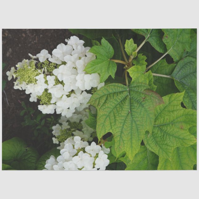 Papel De Seda Hortensia de hoja de roble (Anverso)