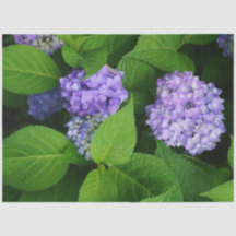 Hortensia Lavanda