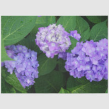 Hortensia Lavanda