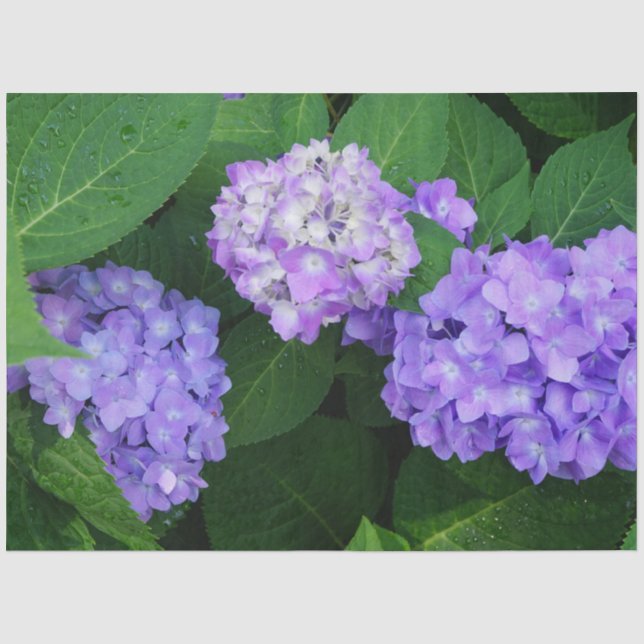 Papel De Seda Hortensia Lavanda (Anverso)