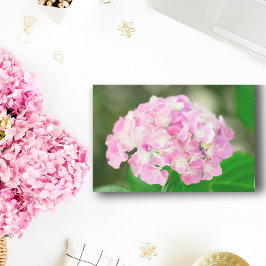 Papel De Seda Hortensia Rosa En Verano