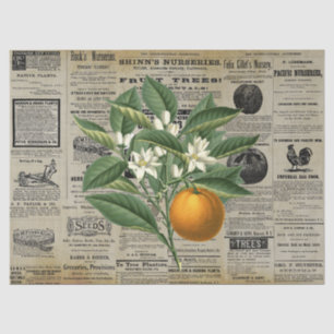 Papel De Seda Horticultura de frutas Naranja Vintage y Ephemera
