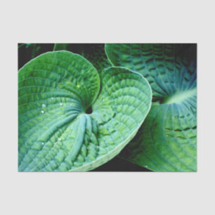 Papel De Seda Hosta Heart