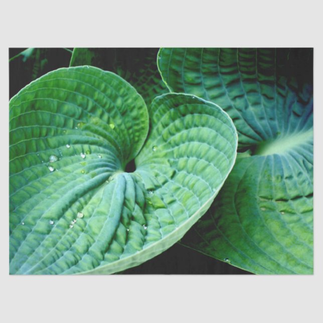 Papel De Seda Hosta Heart (Anverso)