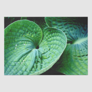 Papel De Seda Hosta Heart