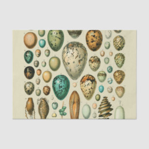 Papel De Seda Huevos de aves de corral arte de huevo de pescado