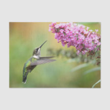Hummingbird Floral Photo