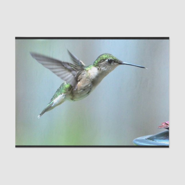 Papel De Seda Hummingbird Green Flight Photo Willife (Anverso)