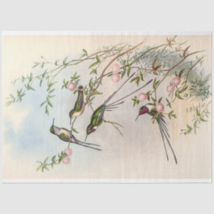Papel De Seda Hummingbirds cutáneo vintage por John Gould