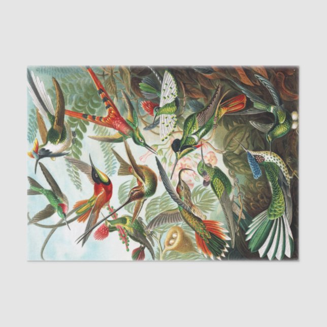 Papel De Seda Hummingbirds por Ernst Haeckel (Anverso)