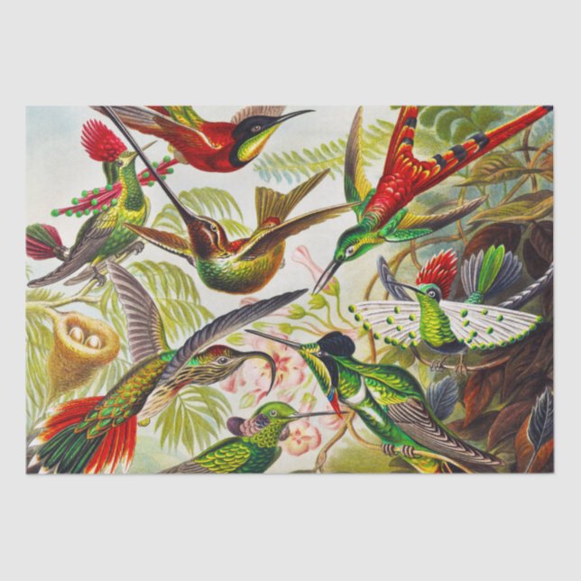 Papel De Seda Hummingbirds por Ernst Haeckel (Anverso)