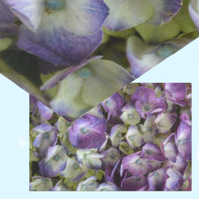 Papel De Seda Hydrangea Botánica Floral Fotográfica Púrpura (Subido por el creador)