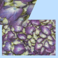 Hydrangea Fotografía de Floral Púrpura Botánica