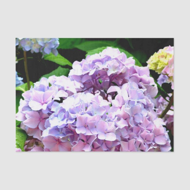 Papel De Seda Hydrangea garden, rosa, azul, violeta floral (Anverso)