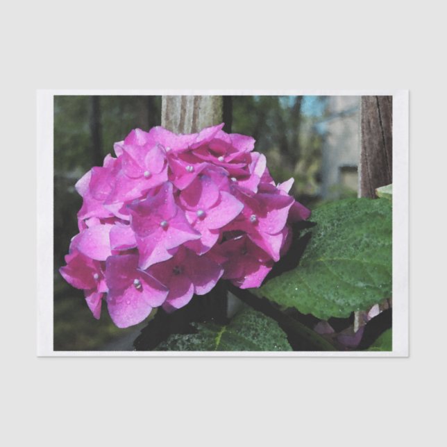 Papel De Seda Hydrangea rosado vivo (Anverso)