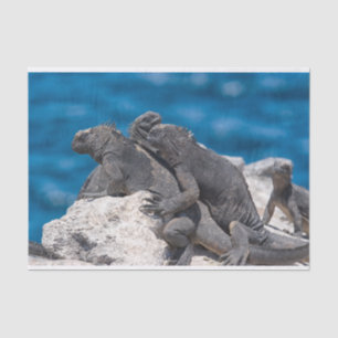 Papel De Seda Iguana marina