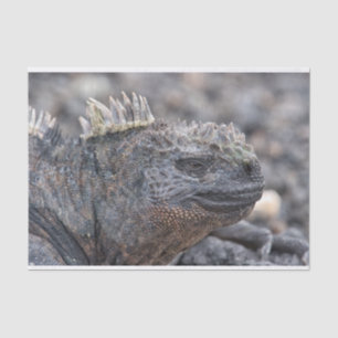 Papel De Seda Iguana marina