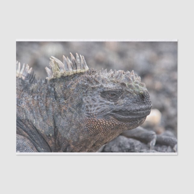 Papel De Seda Iguana marina (Anverso)