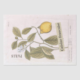 Papel De Seda Ilustracion botánico limón Fruta de escritura fran