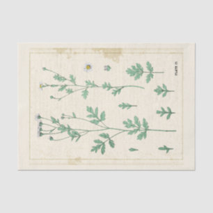 Papel De Seda Ilustracion Botánico Vintage Flor silvestre blanca