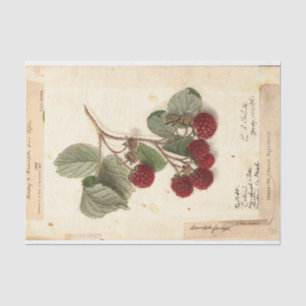 Papel De Seda Ilustracion de frambuesa de USDA 1908