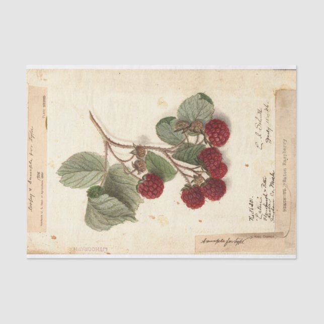 Papel De Seda Ilustracion de frambuesa de USDA 1908 (Anverso)