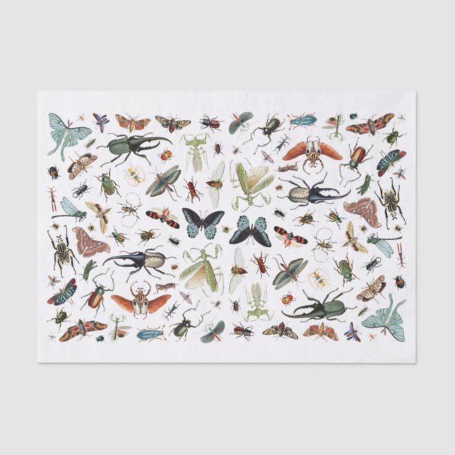 Papel De Seda Ilustracion de libros antiguos de insectos y marip (Anverso)