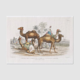 Papel De Seda Ilustracion de Vintage de camellos de India, 1820 