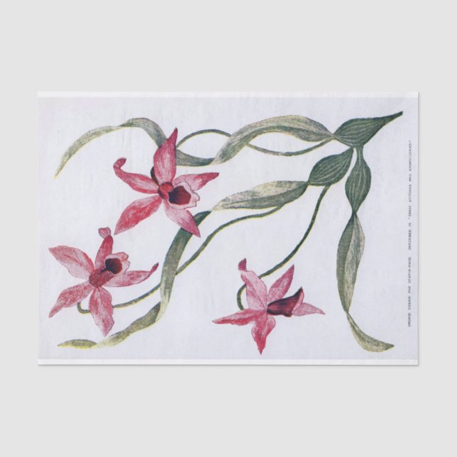 Papel De Seda Ilustracion floral de la orquídea rosada del (Anverso)