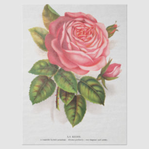 Papel De Seda Ilustración floral de rosa rosa antigua Cottagecor