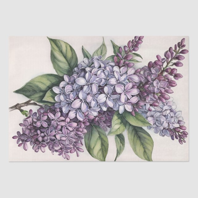 Papel De Seda Ilustracion Lilacs Purple Lilac Bush (Anverso)